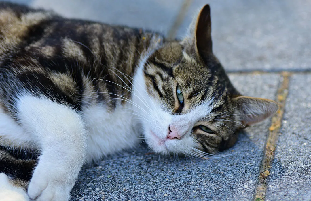 Image: Getty Images Sick cat on the street
