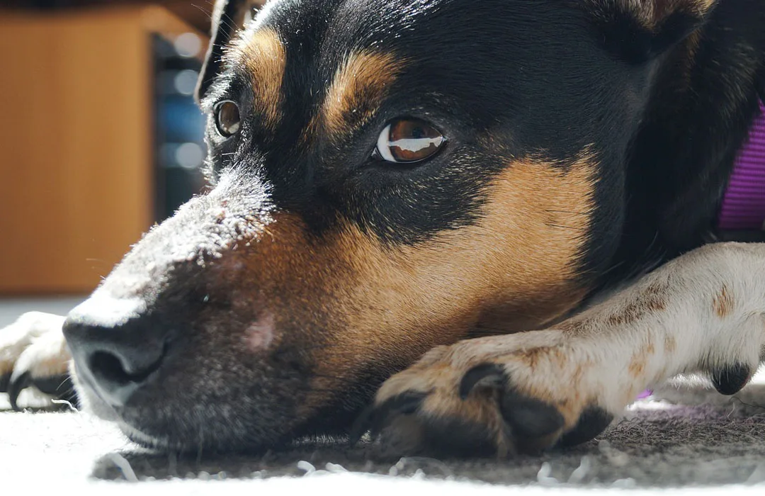 Image: Supplied Sick dog on the floor