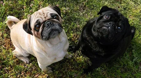 Pet insurance exclusions