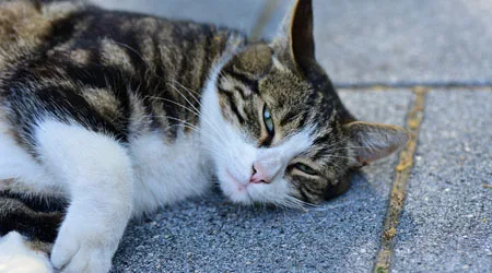 Compare accident and illness pet insurance