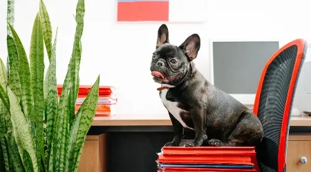Where you can buy an office chair online