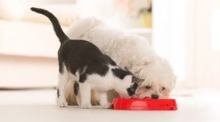 Where to buy pet food online