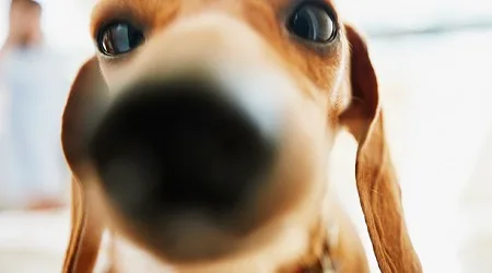 Nationwide pet insurance now human-animal bond certified