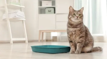 Where to buy cat litter online
