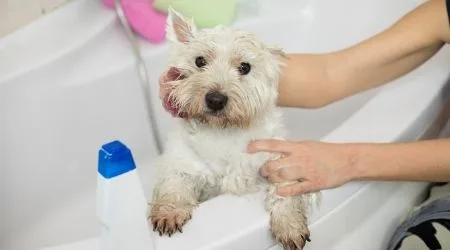 Where to buy pet shampoo online