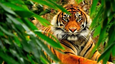 Top sites to shop Tiger King shirts