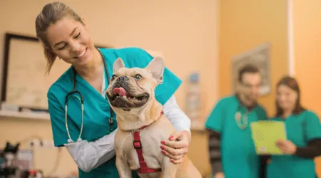 7 top scholarships for veterinary students