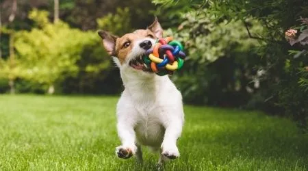 Amazon Prime Day pet deals 2022