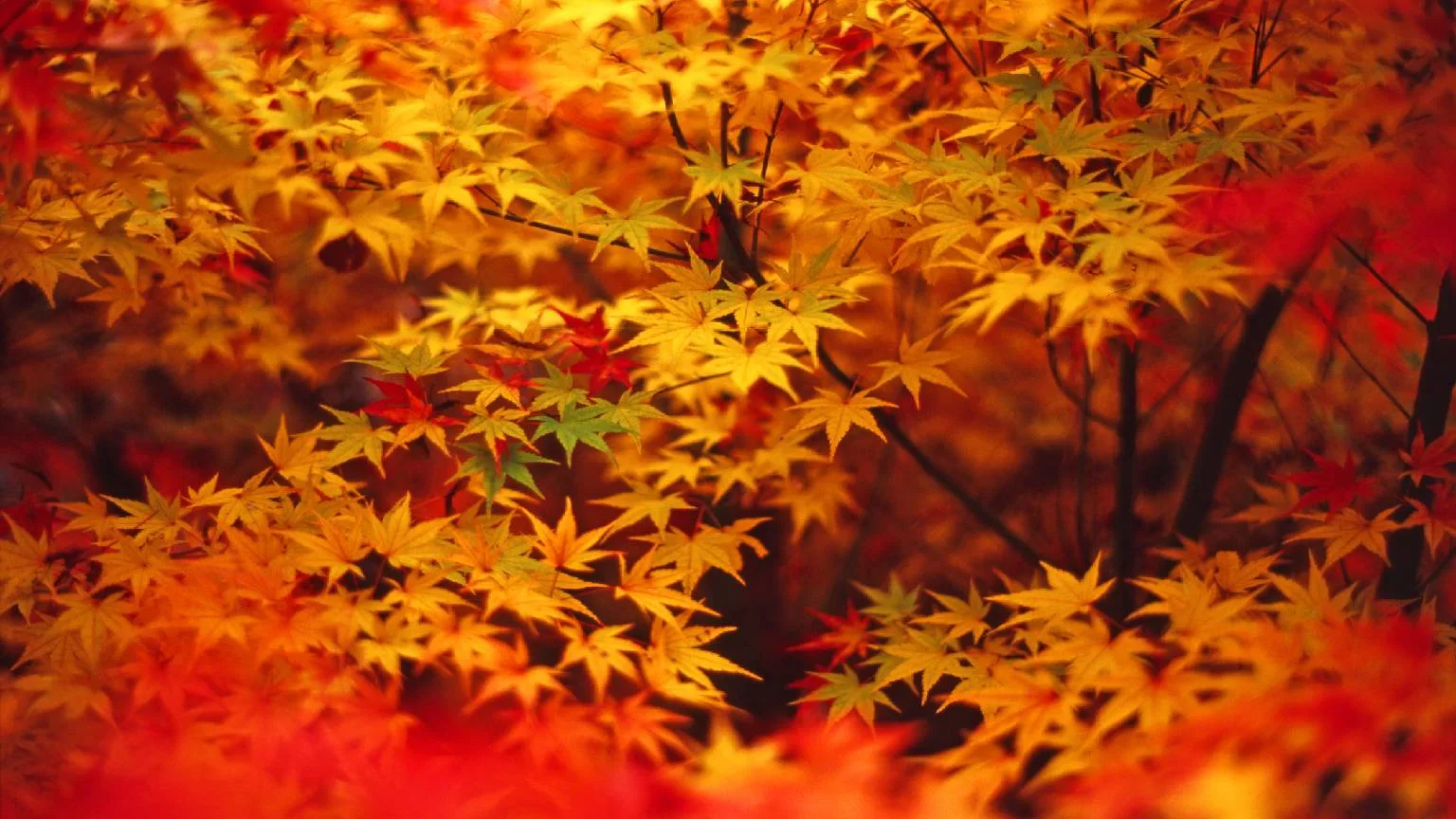 Image: Getty Images Colorful image of autumn leaves.