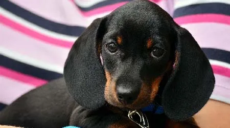 How much does pet insurance cost for different dog breeds?
