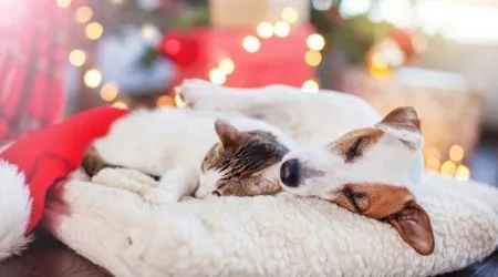 5 ways to keep your pet healthy and happy during the holidays