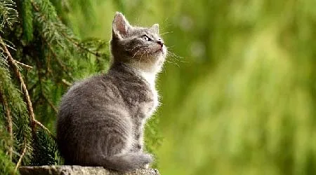 How much does pet insurance cost for cats?