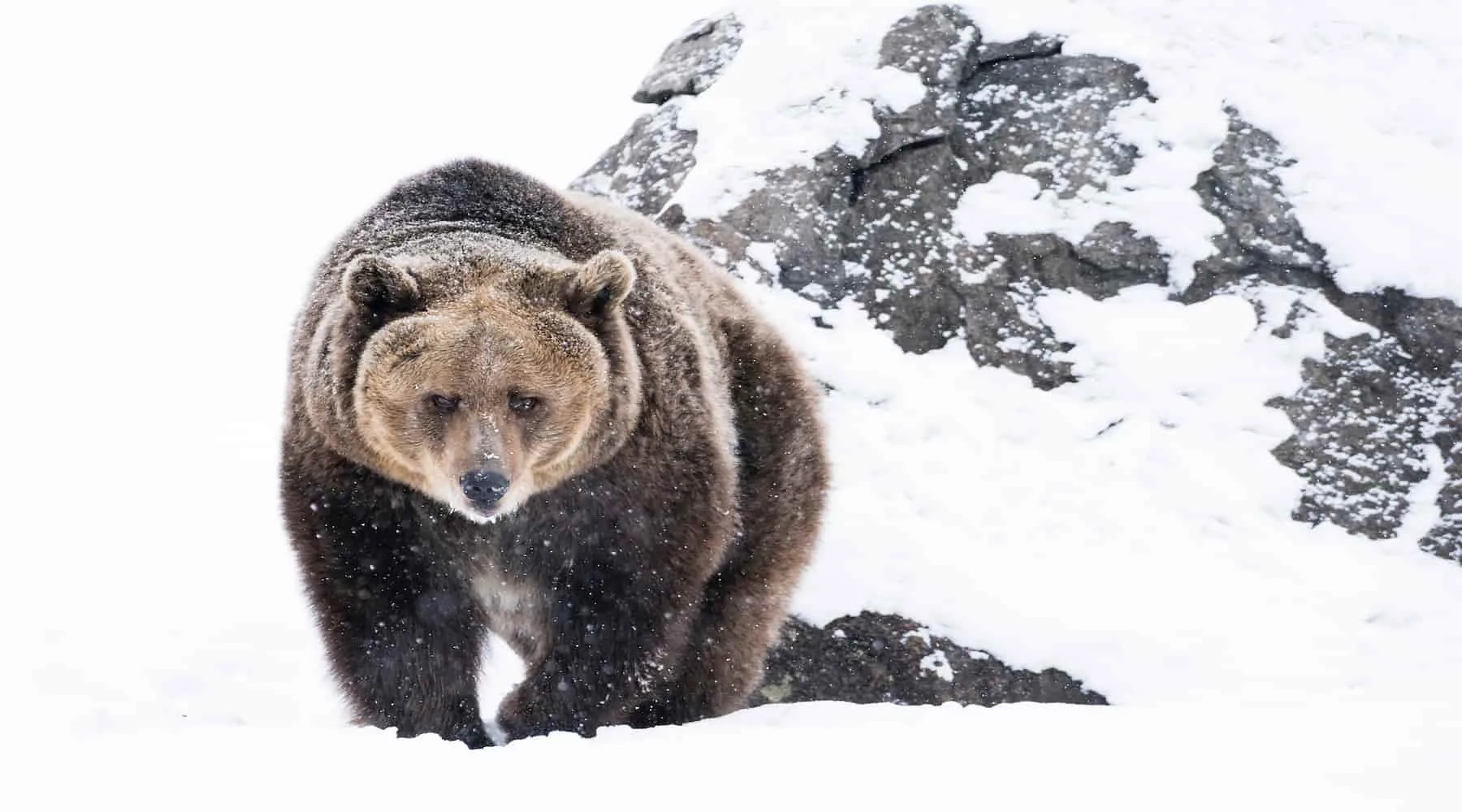 bear 18000 (1) bear 18000 (1)