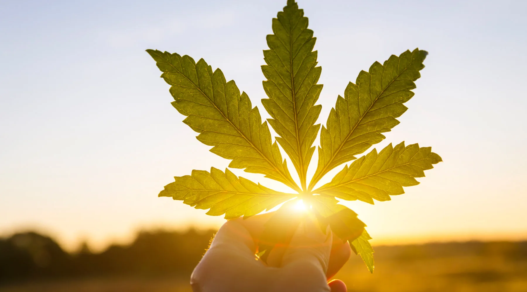 TheSunCoveredByCannabisLeaf_GettyImages_1800x1000 TheSunCoveredByCannabisLeaf_GettyImages_1800x1000