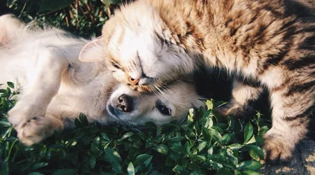 Las razas de perros más populares alrededor del mundo