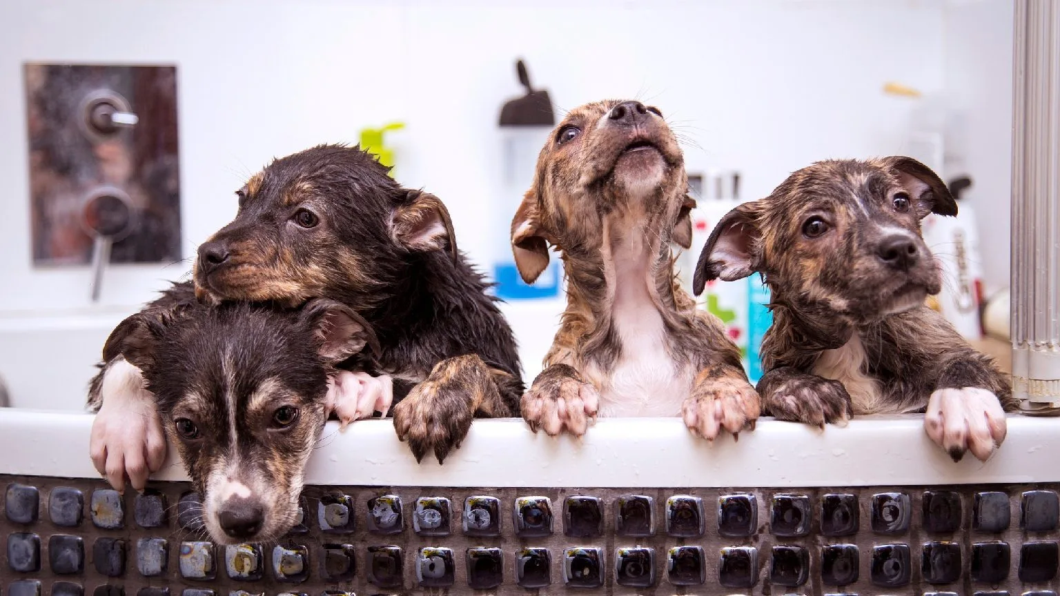 Image: Getty Images puppies being bathed