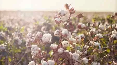 How to invest in cotton in Ireland