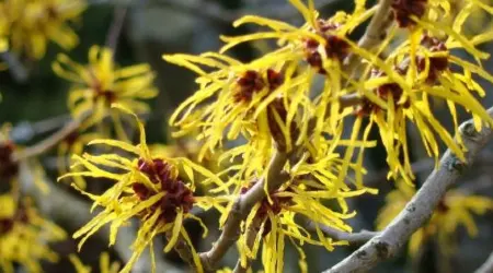 The top sites to buy witch hazel online 2023