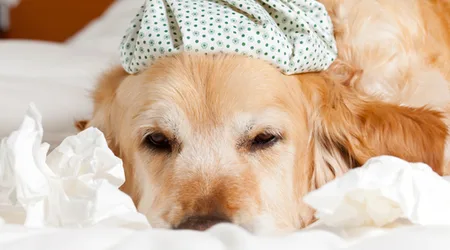 Pet care loans