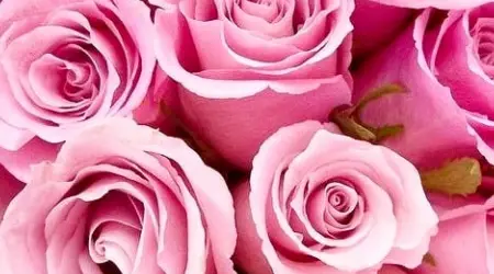 Flora2000 coupon codes, discount codes and promos March 2020