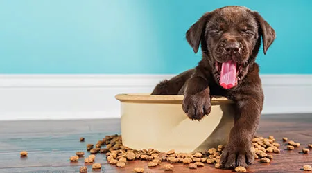 Where to buy dog food online in Singapore this 2022