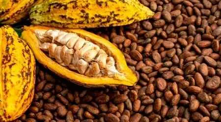 Investing in cocoa: A how-to guide for Indians