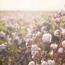 3 ways to invest in cotton: Stocks, ETFs & futures | Finder India