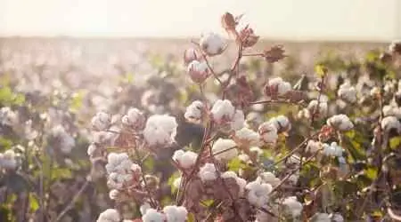 How to invest in cotton in India