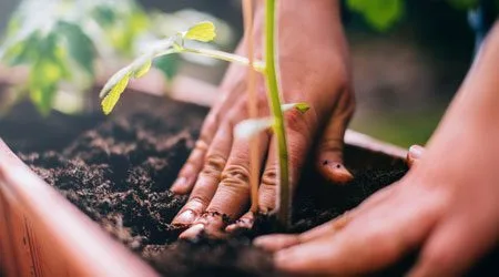Where to buy plant seeds online in the Philippines