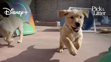 Pick of the Litter Disney+ preview: Only the really good boys will make the cut