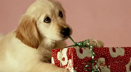 Christmas gifts for dogs 2020