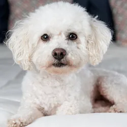 bichon frise skin warts treatment