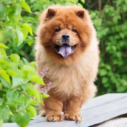 chow chow online