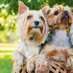 Yorkshire Terrier pet insurance | Find and compare quotes online