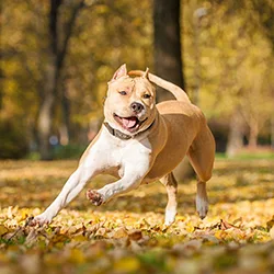 American Staffordshire Terrier Insurance Find And Compare Quotes October 2020 Finder Uk