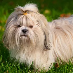 Shih Tzu Pet Insurance Find And Compare Quotes March 2020