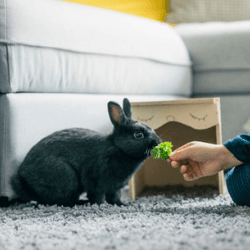 Rabbit insurance | Finder UK