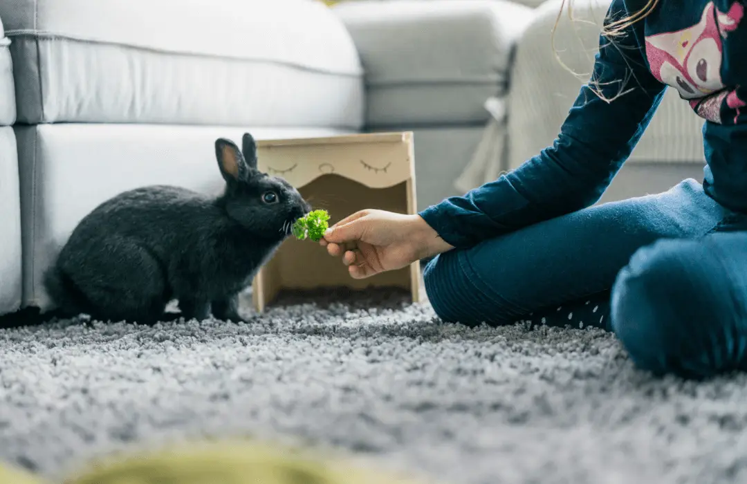 Rabbit insurance Finder UK