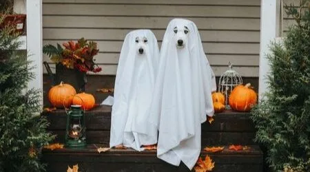 Where to buy Halloween decorations online