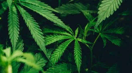 How to invest in cannabis