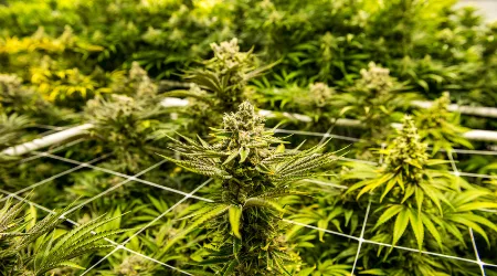 Cannabis ETFs