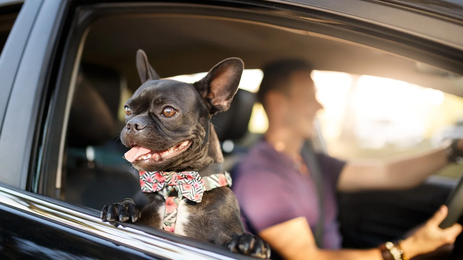 Image: Getty Images Man Driving Car With Dog Looking Out Passenger Window