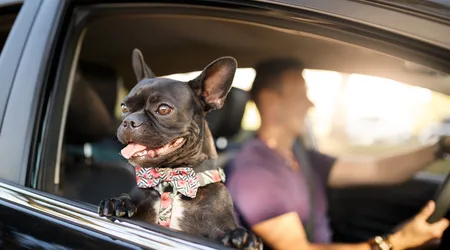 Compare cheap pet insurance