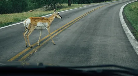 Does car insurance cover hitting an animal?