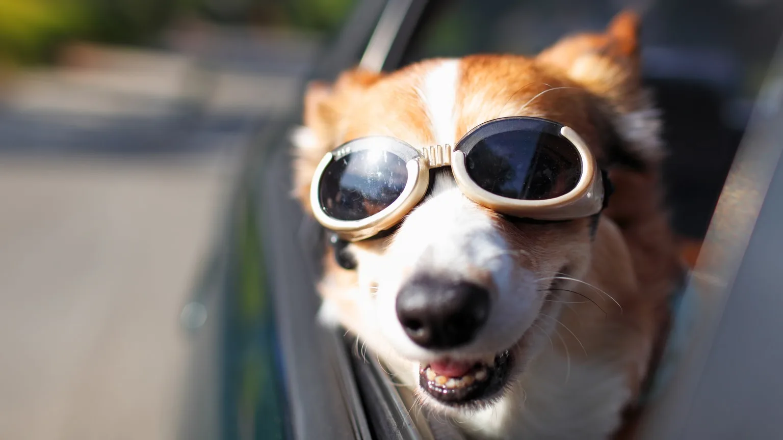 Image: Getty Images Dog wearing goggles hanging out of car window