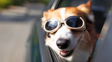 Best cars for dogs and their owners