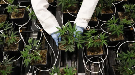Cannabis crowdfunding sites for your business