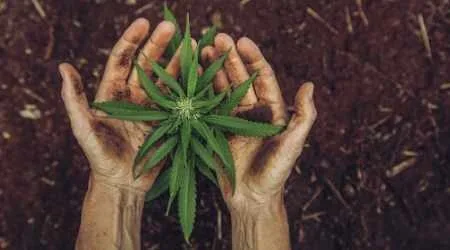 How to invest in marijuana stocks