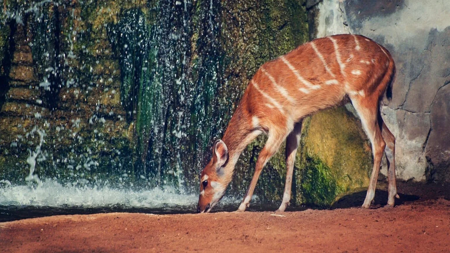 Image: Getty Images sitatunga in Congo