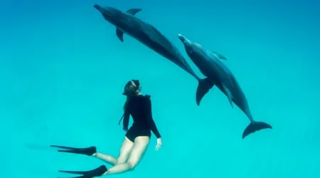 Dolphin Discovery promotions and deals for August 2020